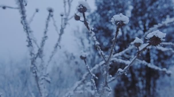 Linda grama sob a neve . — Vídeo de Stock