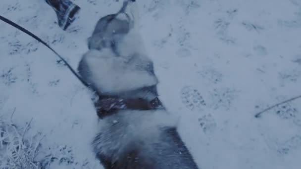 Собака хаскі струшує сніг . — стокове відео