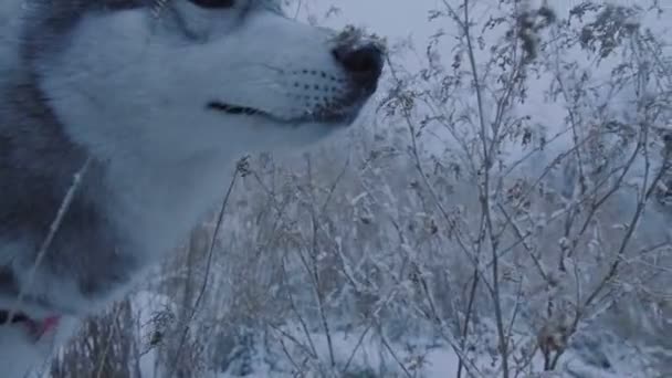 Husky hundpromenader i parken på vintern. — Stockvideo