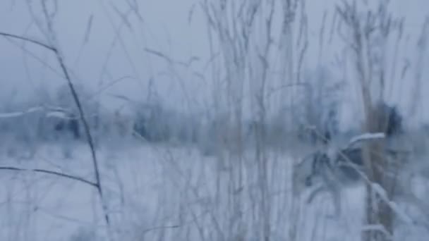 Собачий хаскі зимовий парк . — стокове відео