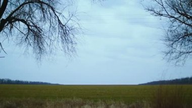 Bahar çayır. Çayır ağaçların arkasından bakmak.