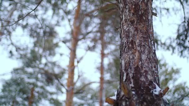 Pine forest. Winter day. — Stock Video