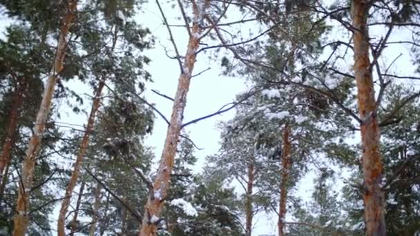 Bosque de pinos. Día de invierno . — Vídeo de stock