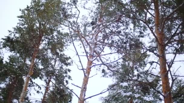 Bosque de pinos. Día de invierno . — Vídeo de stock