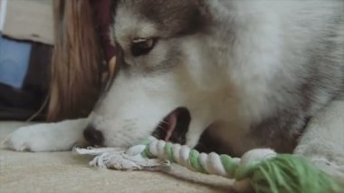 Bir köpekle oynayan bir kız.