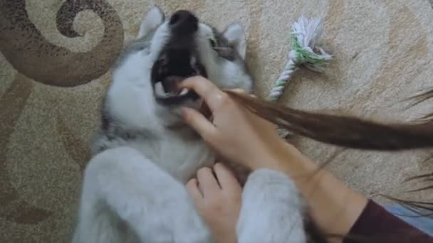 Una chica está jugando con un perro . — Vídeos de Stock