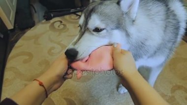 Genç bir kadın bir köpekle oynamayı.