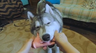 Genç bir kadın bir köpekle oynamayı.