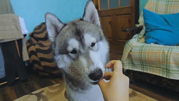 Une jeune femme éteint un chien avec une délicatesse . — Video