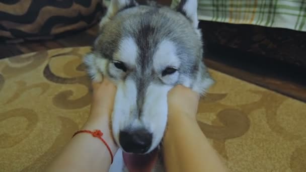 Bir kadın bir köpek okşadı. — Stok video