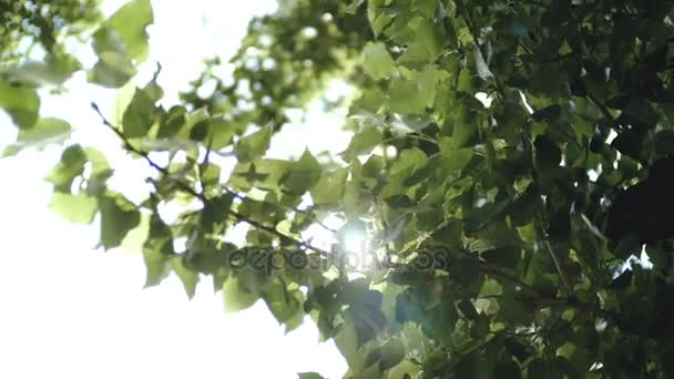 Le soleil brille à travers les feuilles de l'arbre . — Video