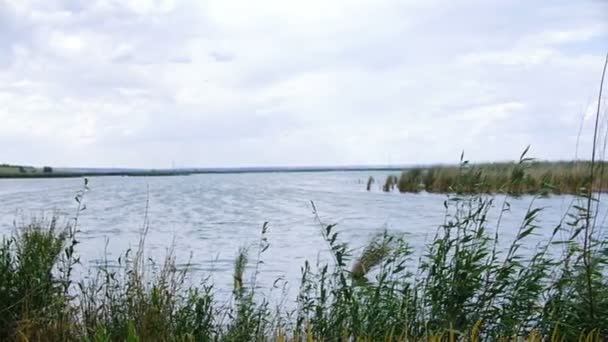 Une vue sur le lac à travers des fourrés de roseaux . — Video