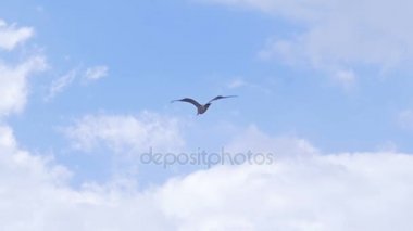 Bir martı yüksek gökyüzünde uçar.