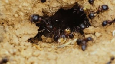 Bir karınca karınca toprağa kazma.