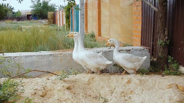 The three geese stopped and looked together in one direction. — Stock Video