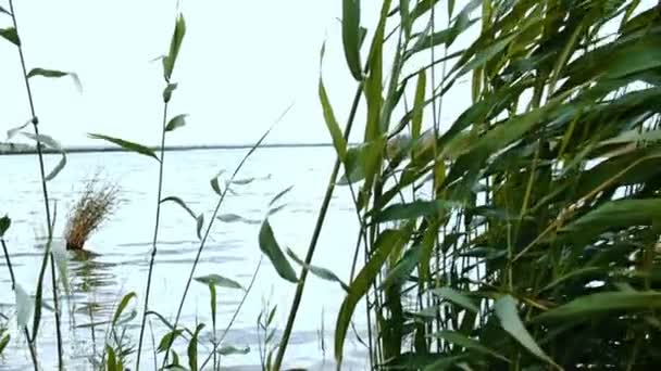 Een uitzicht op het meer via kreupelhout van riet. — Stockvideo