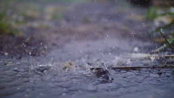 Des gouttes de pluie d'été tombent dans une flaque d'eau et soulèvent les fontaines du jet . — Video