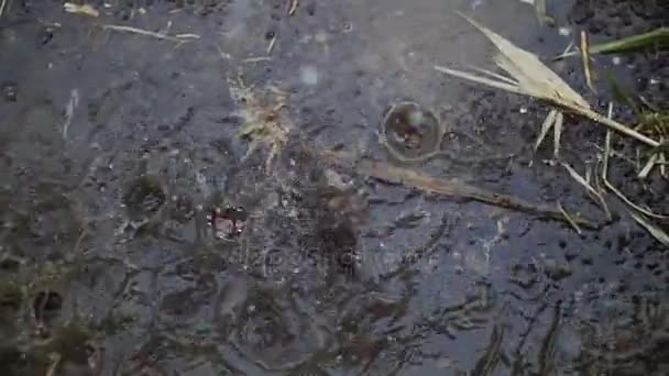 Krople deszczu letni zakochać się w kałuży i unieść fontanny w sprayu. — Wideo stockowe