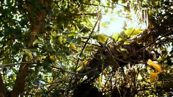 Bosque, día de verano. La luz del sol se abre camino a través del grueso follaje de los árboles . — Vídeos de Stock