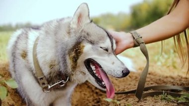 Bir el bir husky köpek vuruş.