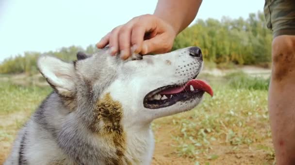 A close-up of a muzzle of a Husky dog during an outing on nature. — Stock Video