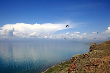Birds of Mongolian lake Hovsgol clipart