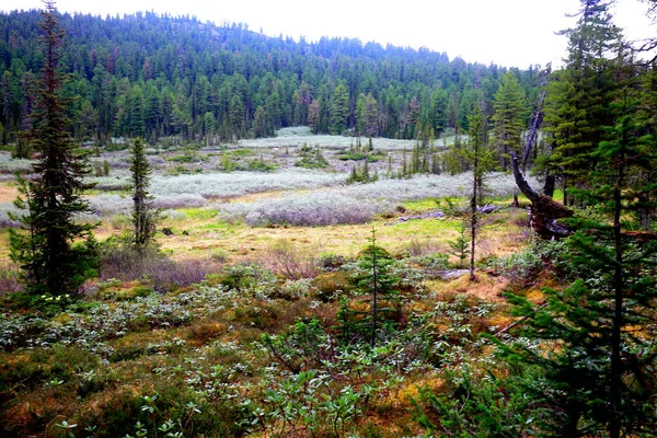 Glade pantanoso en la taiga siberiana en las estribaciones del Khamar-Daban — Foto de Stock