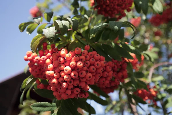 Mountain ash branches with the fruits bright orange — Stock Photo, Image