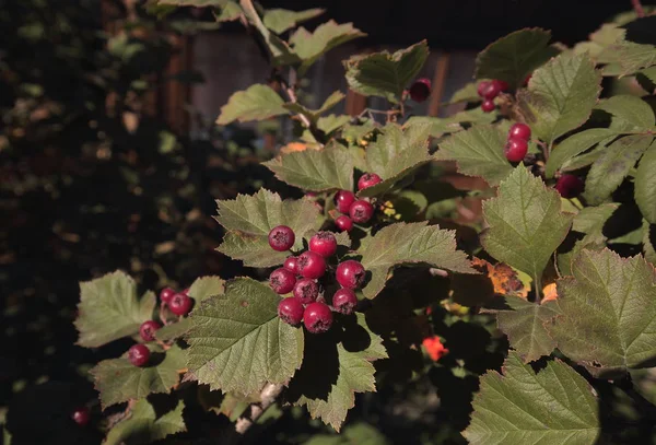 O Bush de fruto de espinheiro — Fotografia de Stock