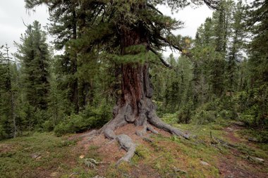 Mighty cedar in the Siberian taiga clipart