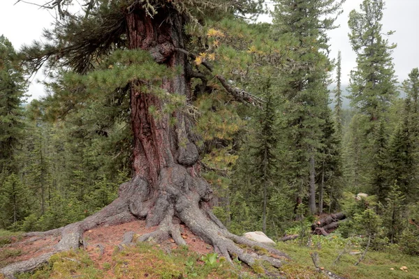 Poderoso cedro en la taiga siberiana — Foto de Stock