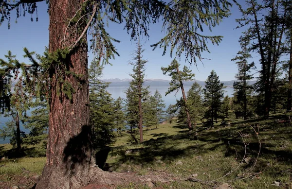 La escarpada orilla boscosa del lago Hovsgol — Foto de Stock
