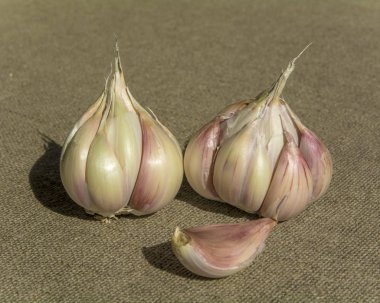 garlic6