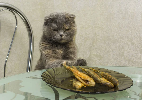 Kedi