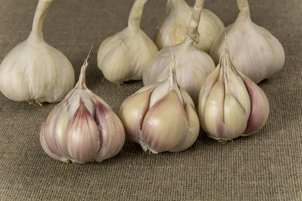 Garlic4 — Fotografia de Stock
