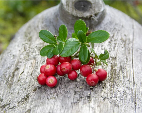 Berry1 — Stock Photo, Image