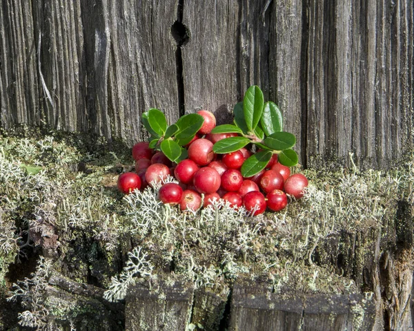 Berry5 — Stock Photo, Image