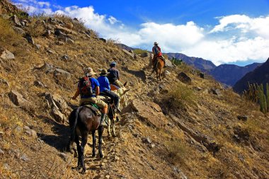 Dört seyahat etmek sürmek üzerinde eşek derin kanyon Colca, Peru