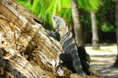 İguana bir güneşlenme ağaç, Pasifik kıyısında, Kosta Rika ormanda alır. Orta Amerika'daki yaban hayatı