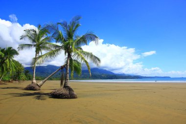 Hindistan cevizi hurma, Pacific Coast, Uvita, Kosta Rika, Orta Amerika ile el değmemiş tropikal plaj