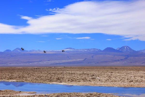 Altiplano lagün, volkan, San Pedro de Atacama, Şili Atacama Çölü'nde flamingolar arka planda uçan ile tuz daireler Panoraması