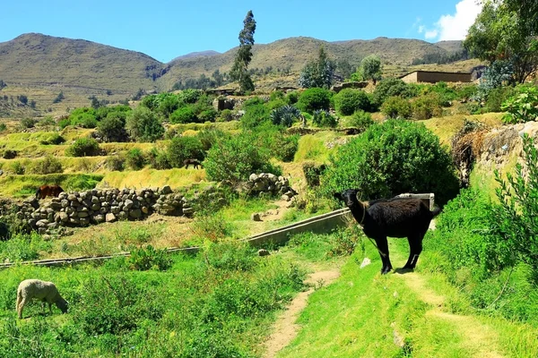 Perulu Köyü Cabanaconde, Peru Colca, kanyonda giderken kırsal manzara