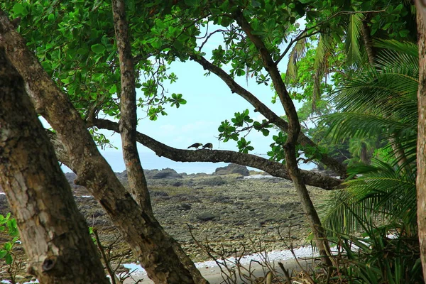 Yağmur ormanı çift kuşlar arka plan, Milli Parkı Corcovado, yarımada Osa, Kosta Rika ile Pasifik kıyısında