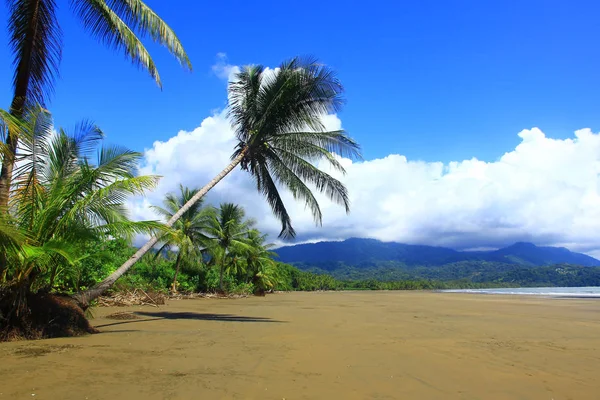 Big coconut palm trees on the wild tropical beach,on the Pacific coast, Natioanl park Marino Balleno, Costa Rica, Central America — Stock Photo, Image