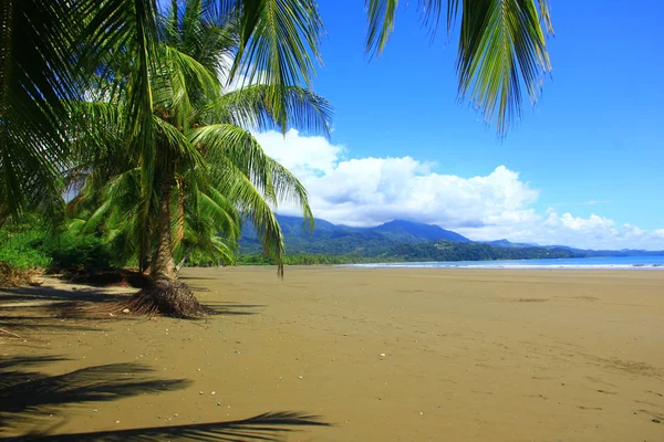 Pasifik kıyısında, egzotik bir plajda Natioanl park Marino Balleno, Kosta Rika, Orta Amerika görüntülemek