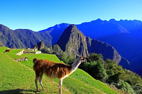 Lama gündoğumu antik Inca şehir Machu Picchu, Peru, Güney Amerika'da selamlıyor.
