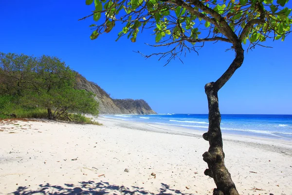 Pacific Coast, vahşi tropikal plaj Barrigona, Kosta Rika, Orta Amerika bir ağacın altında göster