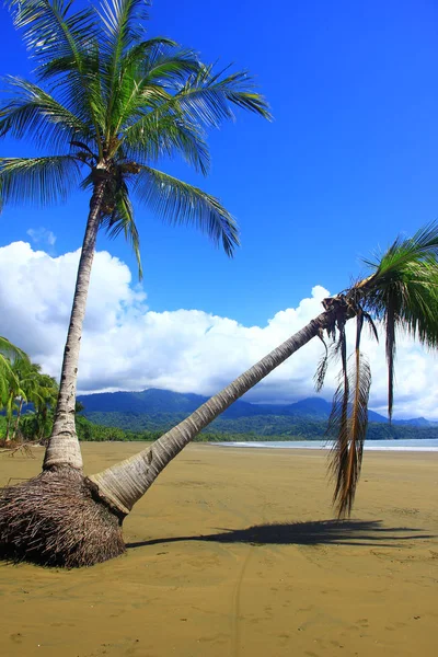 棕榈树，在哥斯达黎加，国家公园圣马力诺 Balleno 非接触式热带海滩 — 图库照片