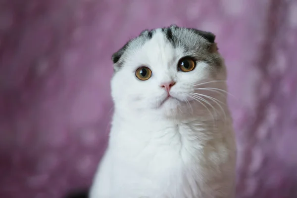 Brit Macska Csíkos Sárga Szemét Portréja Egy Macska Rácsos Muzzle — Stock Fotó