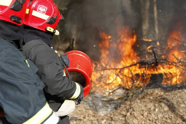 Dwóch Strażaków Gaszenia Pożaru Lasu Gaszenia Ognia Praca Strażaka Walka — Zdjęcie stockowe